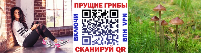 блэк спрут зеркало мориарти официальный сайт Псилоцибиновые грибы Magic Shrooms Донской