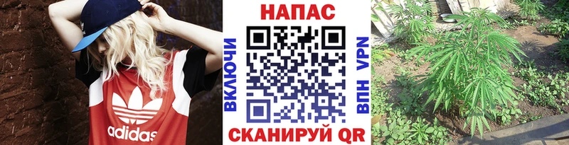 ОМГ ОМГ ТОР  Донской  Шишки марихуана планчик 